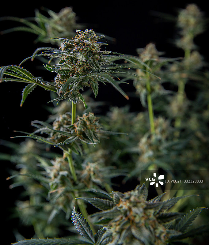 加拿大卡尔加里大麻植物特写图片素材