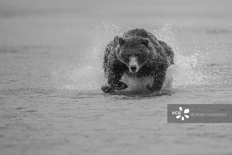 科迪亚克棕熊在湖中游泳的肖像图片素材