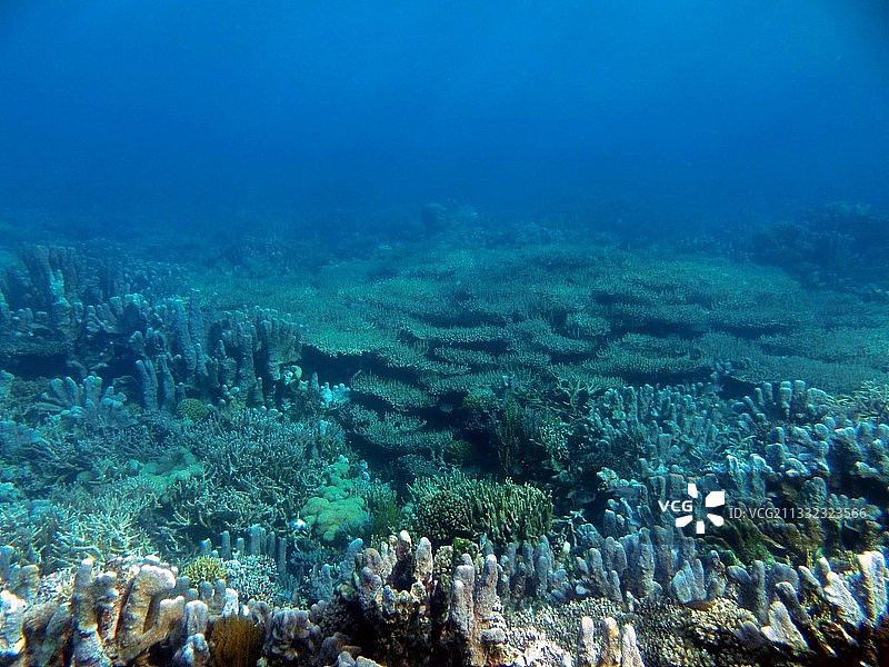 海中珊瑚的特写图片素材