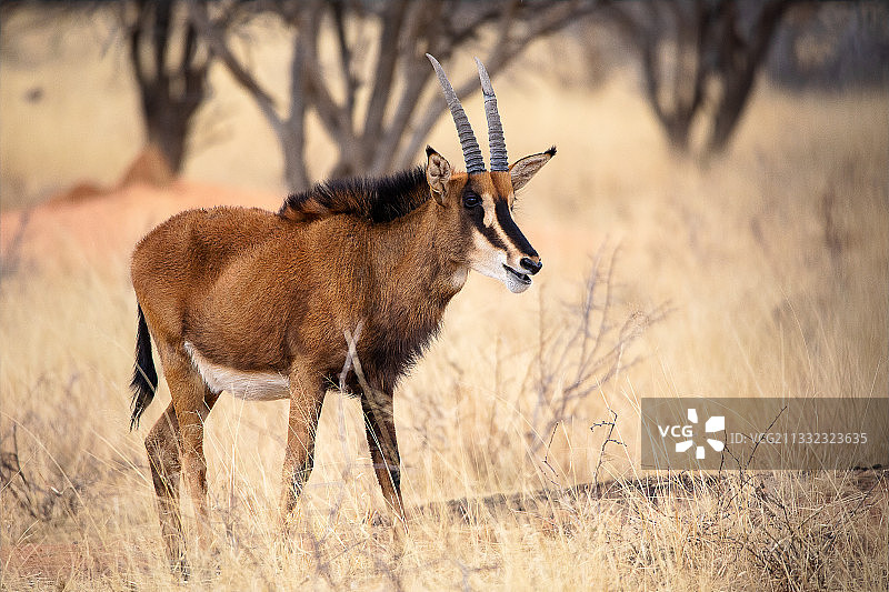 鹿站在田野上的侧视图图片素材
