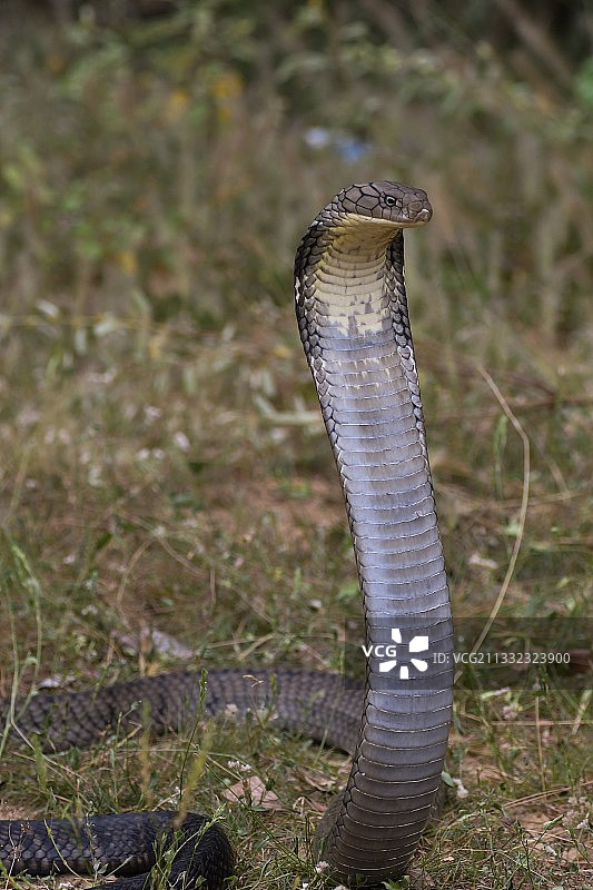 越南嘉莱省田野上的眼镜蛇特写图片素材