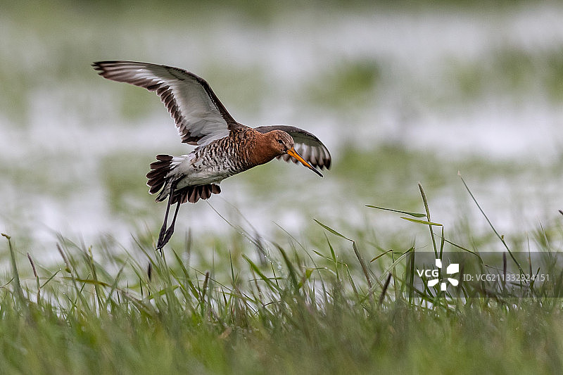 波兰兹杜尼的丘鹬飞过湖面特写图片素材