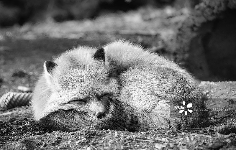 田野上睡觉的猫特写图片素材