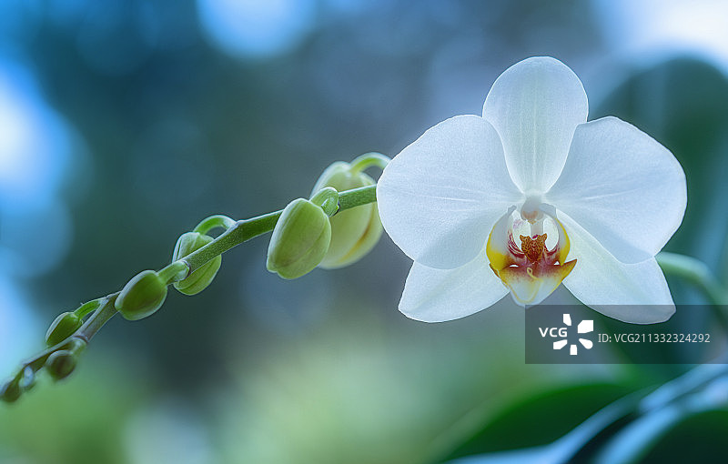 法国马里尼亚讷白色花卉植物特写图片素材
