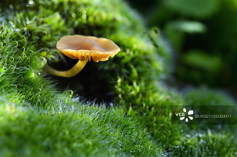 蘑菇生长在田野的特写图片素材
