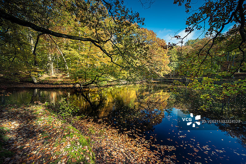 朗布依埃森林湖泊的风景图片素材