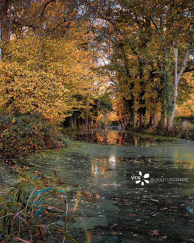 英国西萨塞克斯秋季森林湖泊风光图片素材