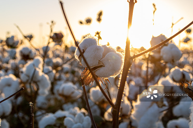 田野中白色开花植物特写图片素材