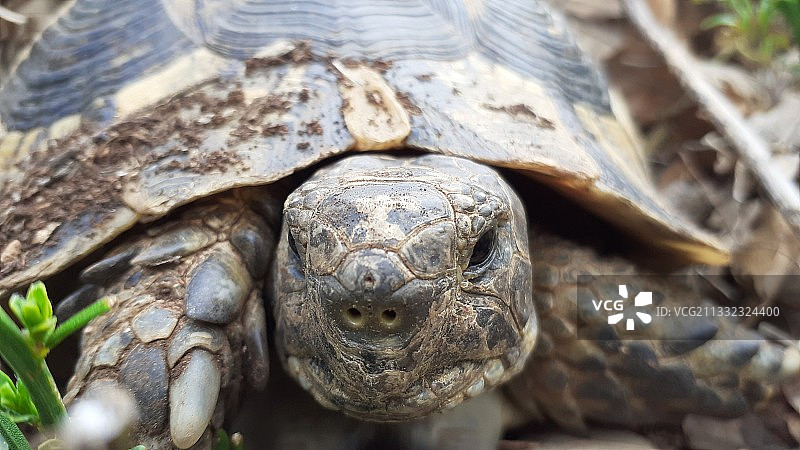 龟壳特写图片素材