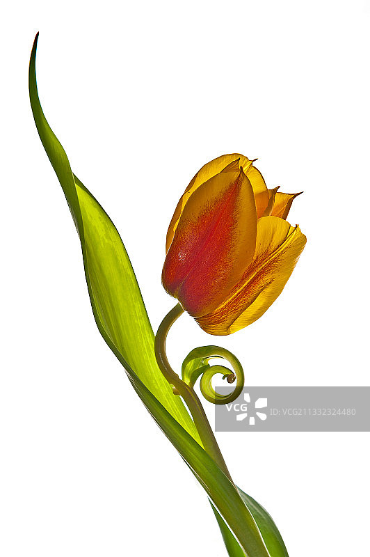 白色背景下的花朵特写，德国代尔门霍斯特图片素材