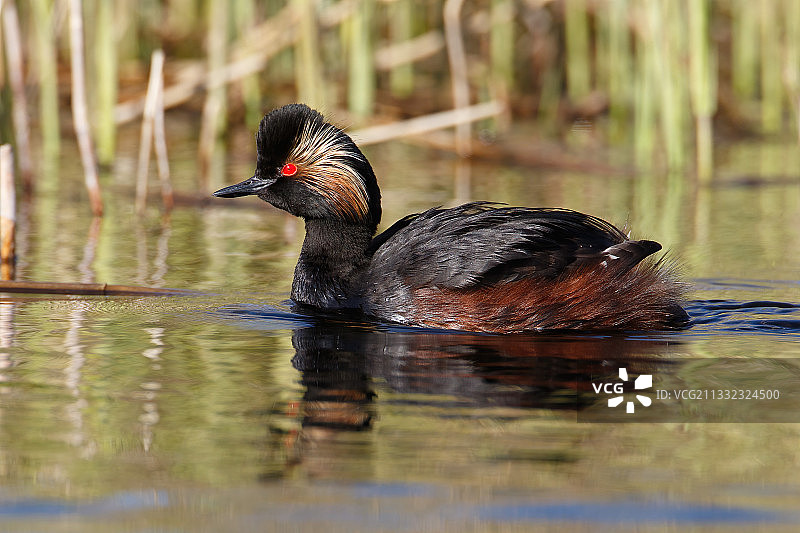 湖中游泳的鸭子特写，英国图片素材