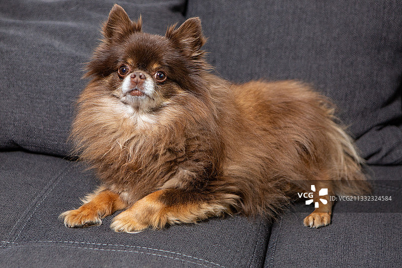 吉娃娃在家中沙发上放松的肖像，德国柏林图片素材