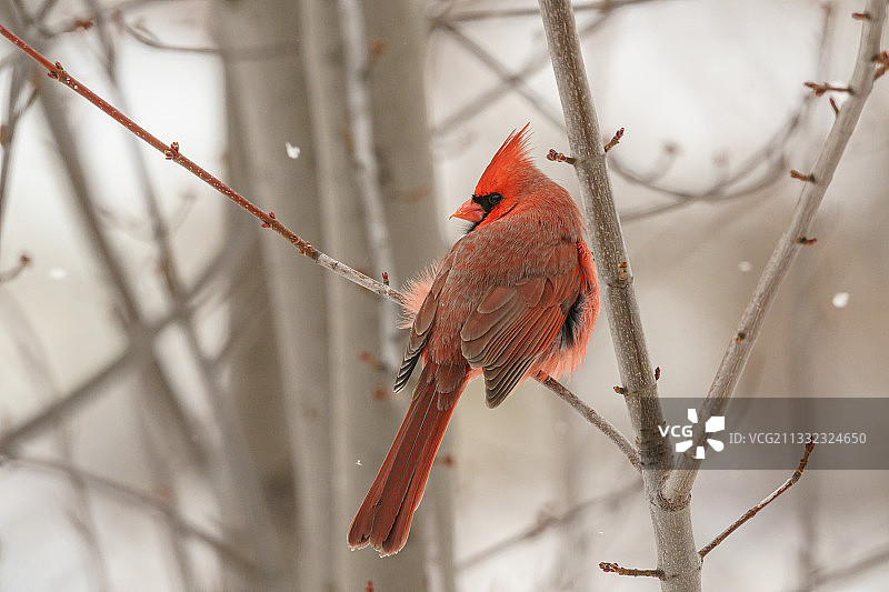 美国艾奥瓦州贝滕多夫市，栖息在树枝上的北美红雀特写图片素材