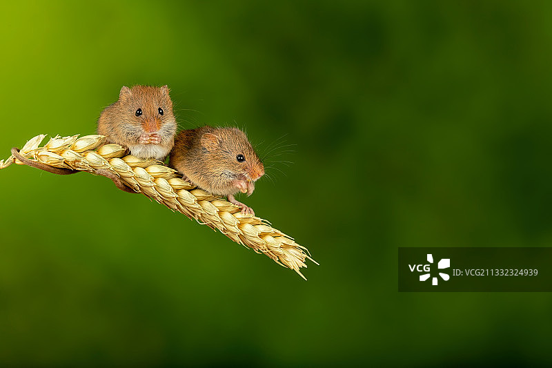 近距离拍摄英国林伍德的松鼠进食图片素材