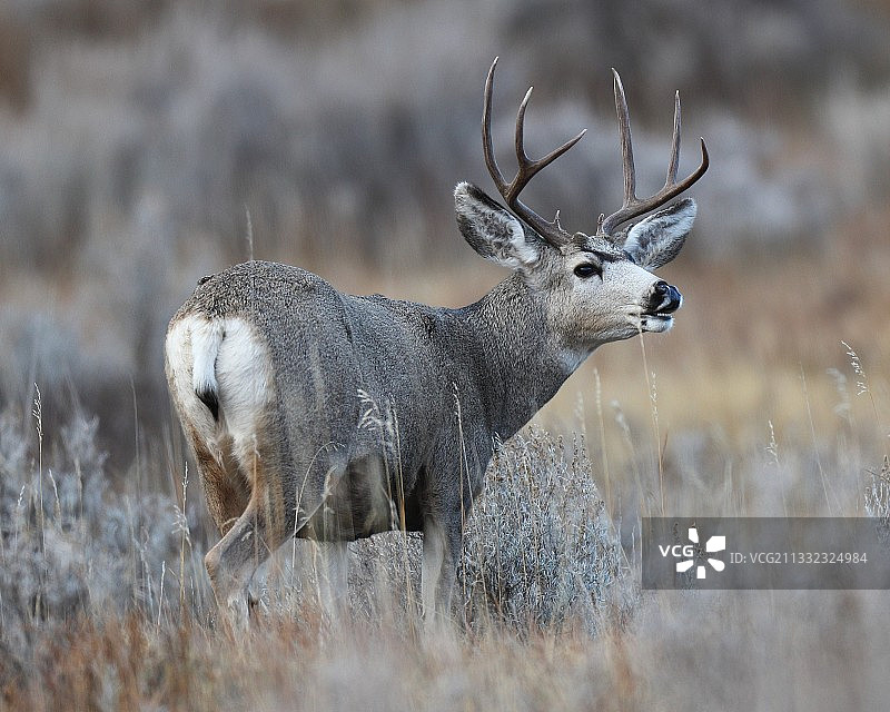 田野里站立的白色骡子的侧面图图片素材