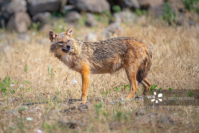 站在保加利亚草地上的狐狸侧视图图片素材