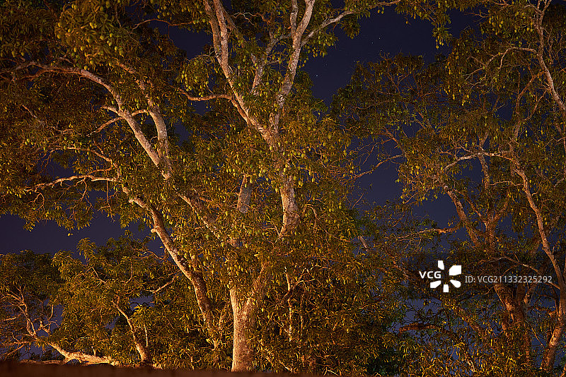 夜空下的树木低角度景观，墨西哥图片素材