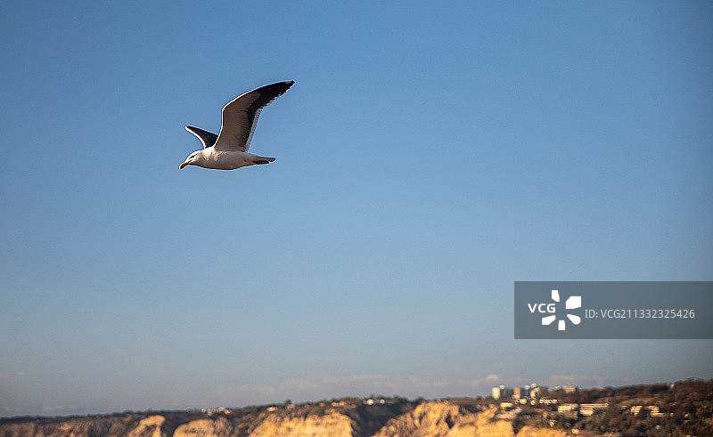 美国拉霍亚海鸥在晴朗天空下飞翔的仰视景观图片素材
