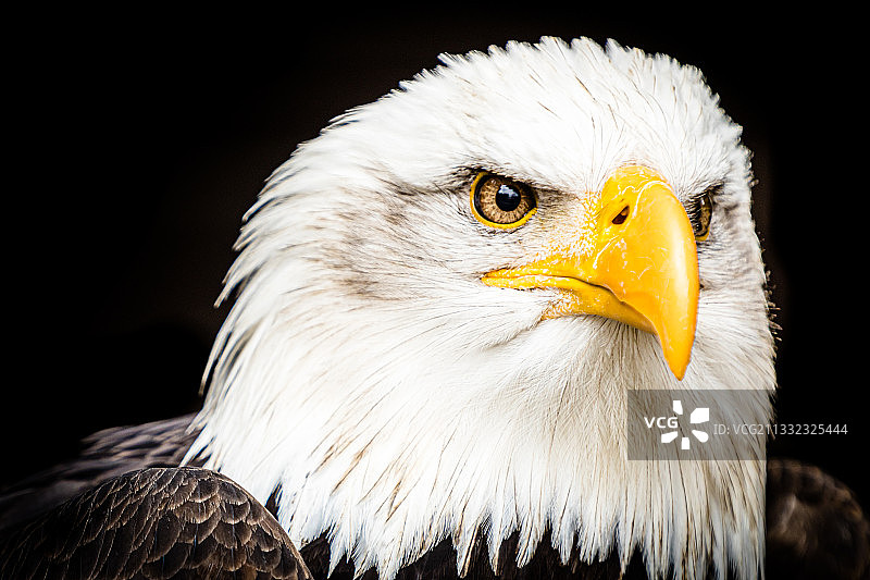 黑背景下的秃鹰特写镜头图片素材