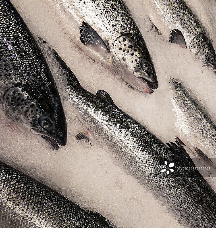 桌子上鲑鱼的俯视角度照片图片素材