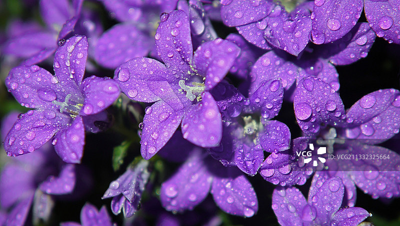 雨季湿紫花植物的特写图片素材
