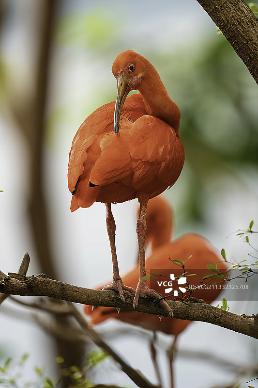 栖息在树枝上的猩红䴉特写图片素材