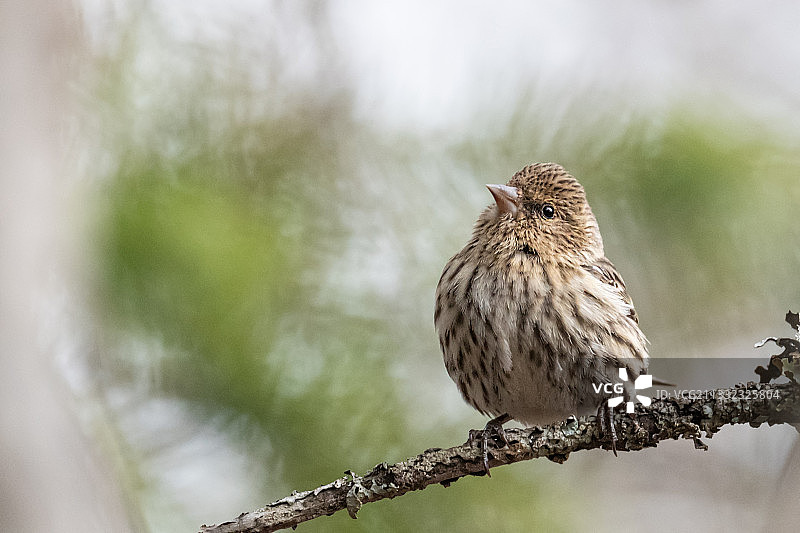 栖息在树枝上的鸣禽松雀特写图片素材