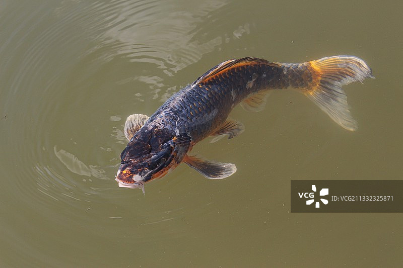 湖中锦鲤游泳的高角度视图图片素材