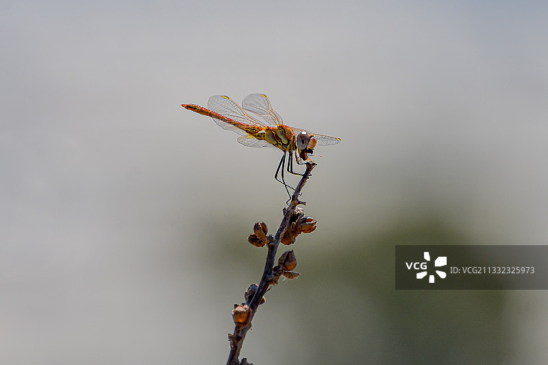 蜻蜓在小枝上的特写图片素材
