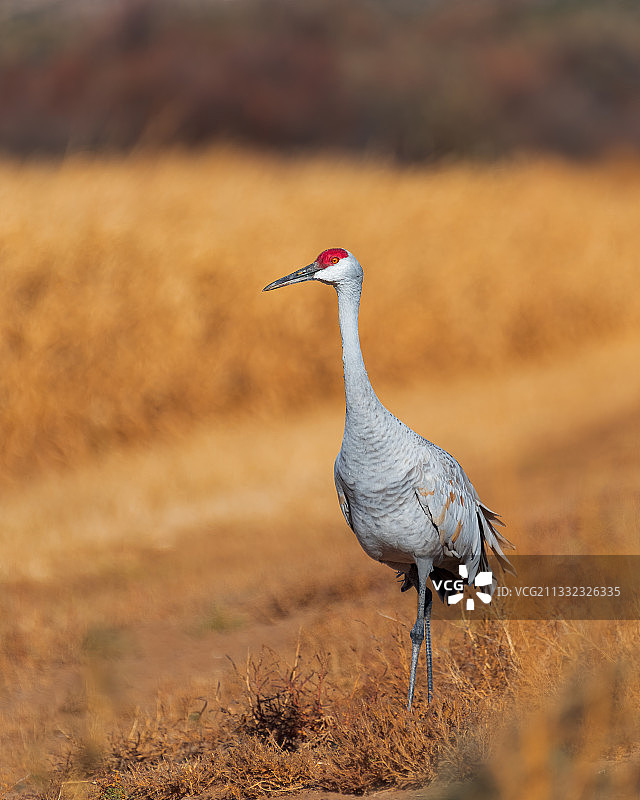 沙丘鹤栖息在田野上的侧视图，美国图片素材