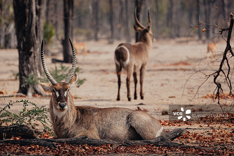 站在田野上的鹿的画像，马拉维利翁代国家公园图片素材
