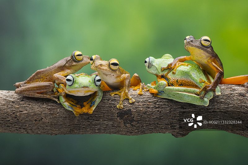 印度尼西亚廖内群岛巴淡岛树枝上的青蛙特写图片素材