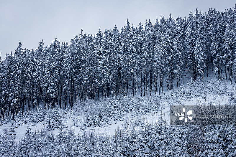 罗马尼亚雪地上的树木图片素材