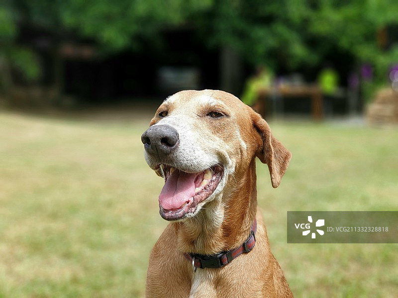 站在草地看向远处的狗狗特写图片素材