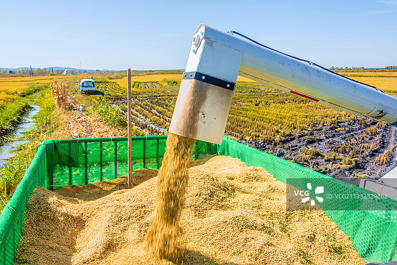 在稻田地里工作的农用收割机图片素材