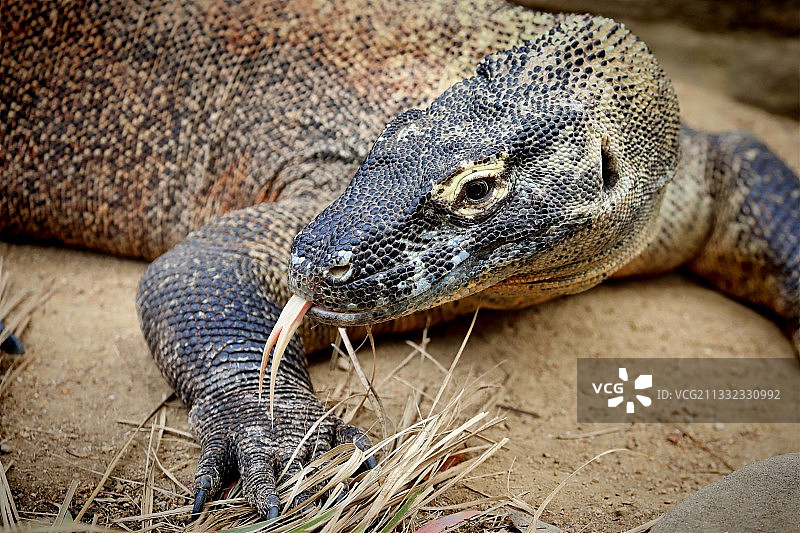 岩石上的科莫多巨蜥特写，莫斯曼，新南威尔士州，澳大利亚图片素材