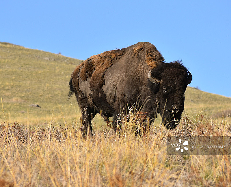 大象站在空旷的田野上的侧视图图片素材