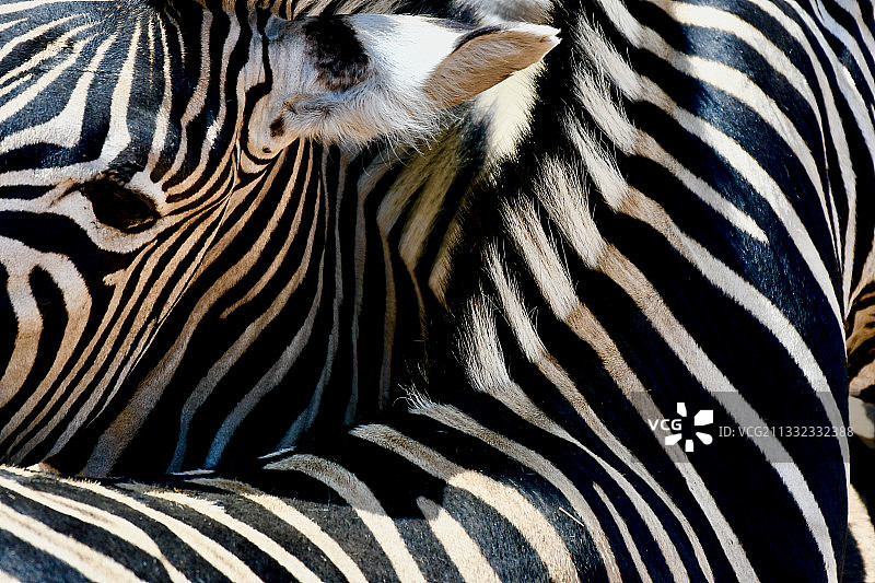 南非比林斯堡国家公园平原斑马特写图片素材