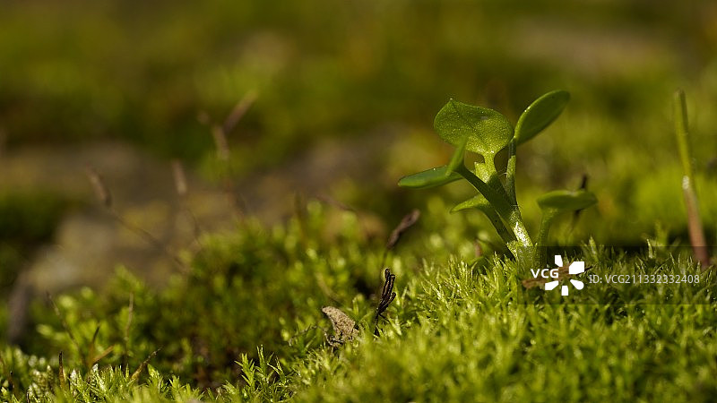 植物在田间生长的特写图片素材