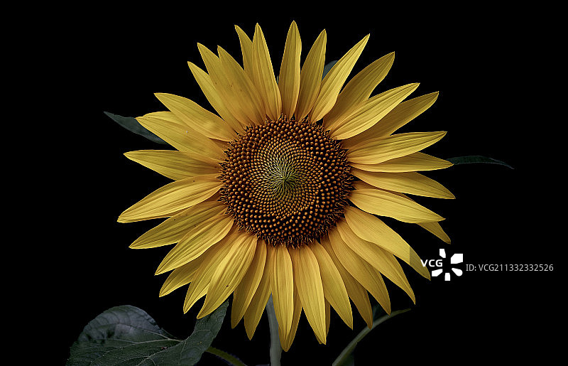 黑色背景下的向日葵特写图片素材