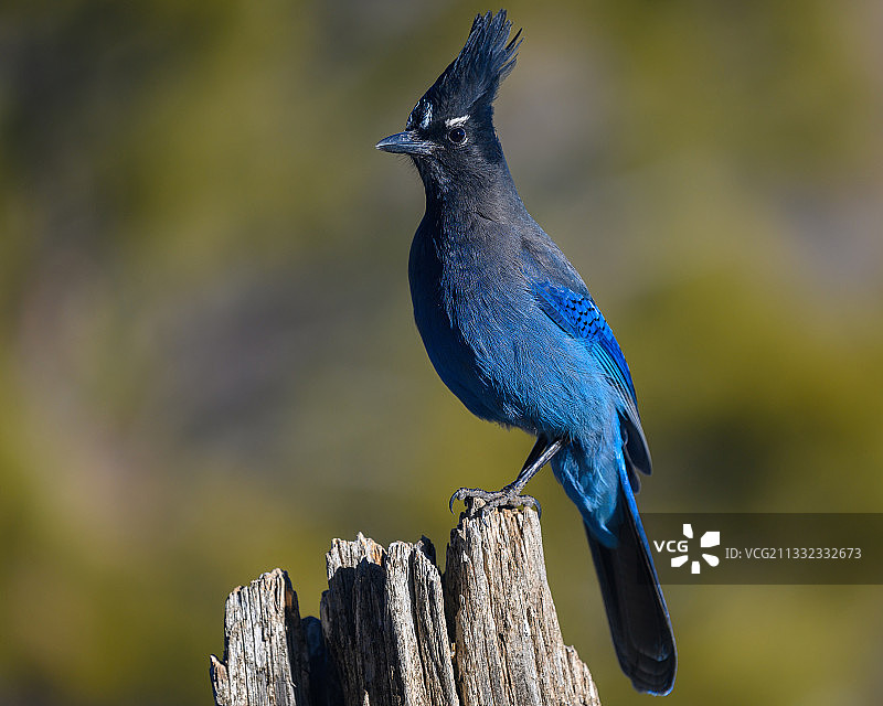 美国科罗拉多斯普林斯栖息在木头上的松鸦特写图片素材