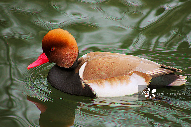 鸭子在湖里游泳的特写图片素材