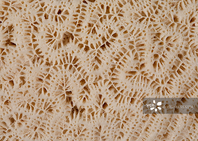 美国北卡罗来纳州珊瑚全景图图片素材