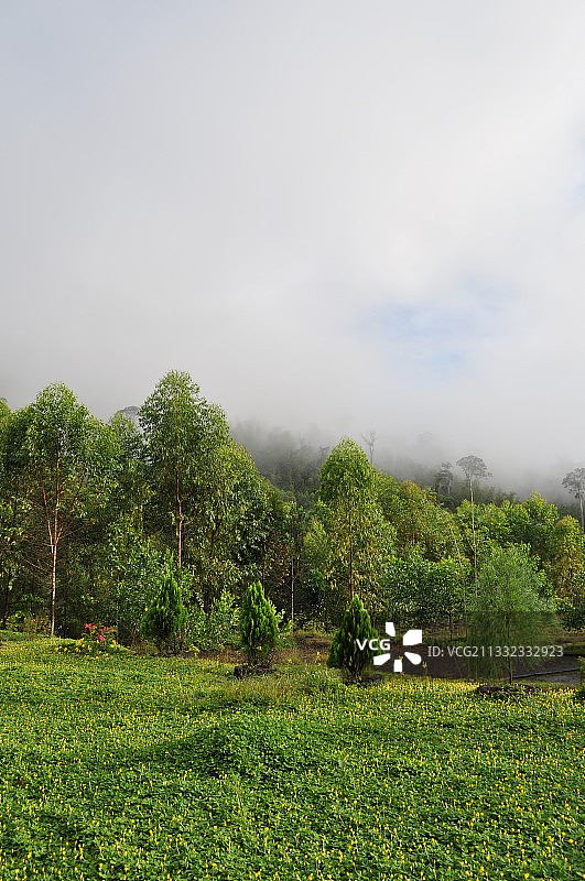 马来西亚砂拉越州米里田野上的树木风景图片素材