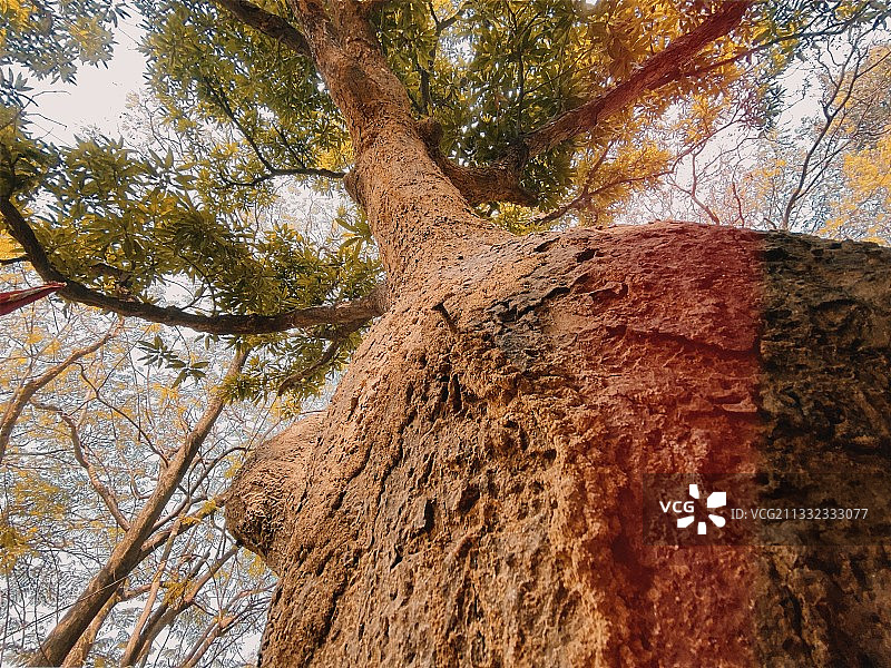 低角度的树对天空图片素材