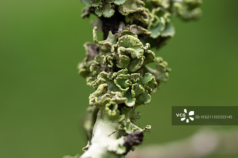 植物上的雪景特写图片素材