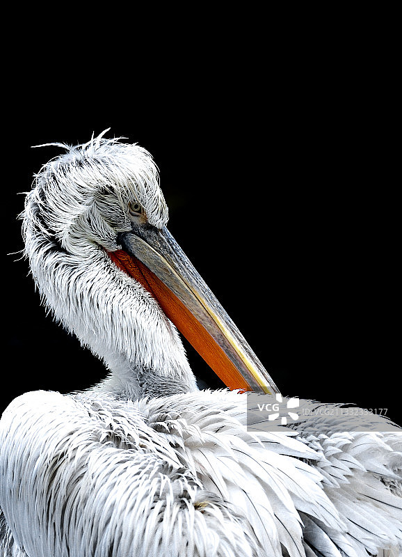 黑色背景下的棕色鹈鹕特写图片素材