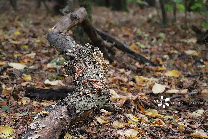 沃灵顿树干上的蜥蜴特写，英国图片素材