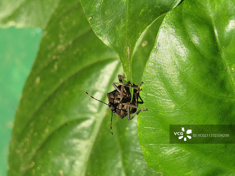 叶子上的昆虫特写图片素材