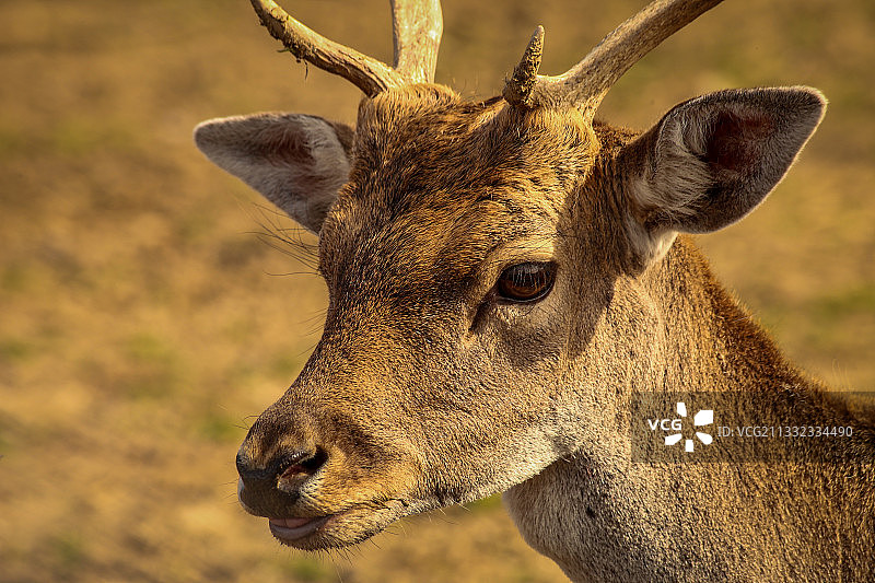 斯洛伐克的鹿的特写图片素材